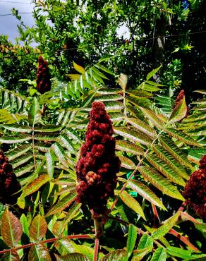 Fotografia 16 da espécie Rhus typhina no Jardim Botânico UTAD