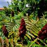 Fotografia 16 da espécie Rhus typhina do Jardim Botânico UTAD