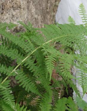 Fotografia 13 da espécie Dryopteris filix-mas no Jardim Botânico UTAD