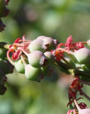 Fotografia 18 da espécie Vaccinium corymbosum no Jardim Botânico UTAD