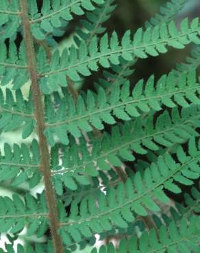 Fotografia 19 da espécie Polystichum setiferum no Jardim Botânico UTAD