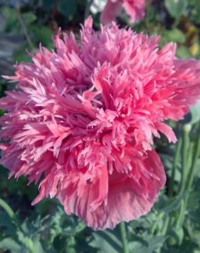 Fotografia 15 da espécie Papaver somniferum subesp. somniferum no Jardim Botânico UTAD