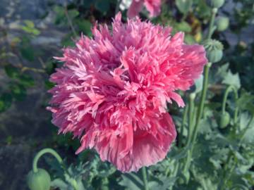 Fotografia da espécie Papaver somniferum subesp. somniferum
