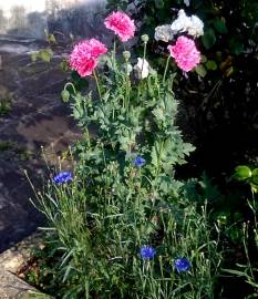 Fotografia da espécie Papaver somniferum subesp. somniferum