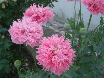 Fotografia da espécie Papaver somniferum subesp. somniferum