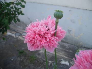 Fotografia da espécie Papaver somniferum subesp. somniferum