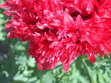 Fotografia da espécie Papaver somniferum subesp. somniferum