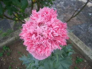 Fotografia da espécie Papaver somniferum subesp. somniferum