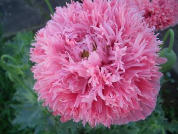 Fotografia da espécie Papaver somniferum subesp. somniferum