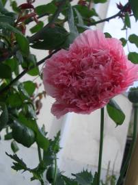 Fotografia da espécie Papaver somniferum subesp. somniferum