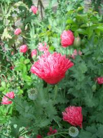 Fotografia da espécie Papaver somniferum subesp. somniferum
