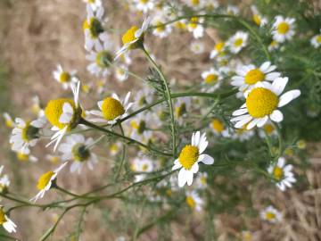 Fotografia da espécie Anthemis cotula