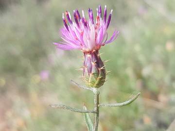 Fotografia da espécie Centaurea aspera subesp. stenophylla