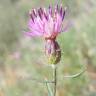 Fotografia 1 da espécie Centaurea aspera subesp. stenophylla do Jardim Botânico UTAD