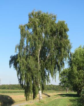 Fotografia 1 da espécie Betula pendula no Jardim Botânico UTAD