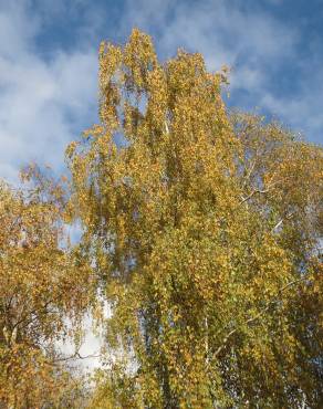 Fotografia 3 da espécie Betula pendula no Jardim Botânico UTAD