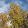 Fotografia 3 da espécie Betula pendula do Jardim Botânico UTAD