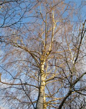 Fotografia 4 da espécie Betula pendula no Jardim Botânico UTAD