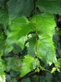 Fotografia da espécie Betula pendula