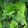 Fotografia 9 da espécie Betula pendula do Jardim Botânico UTAD