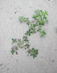 Amaranthus blitum subesp. emarginatus