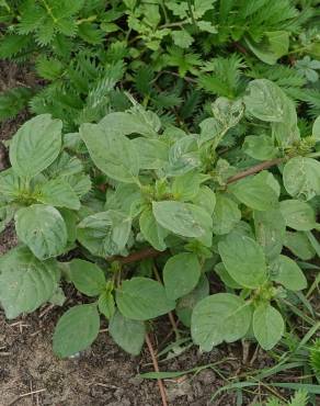 Fotografia 6 da espécie Amaranthus blitum subesp. blitum no Jardim Botânico UTAD