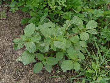 Fotografia da espécie Amaranthus blitum subesp. blitum