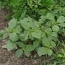 Fotografia 6 da espécie Amaranthus blitum subesp. blitum do Jardim Botânico UTAD