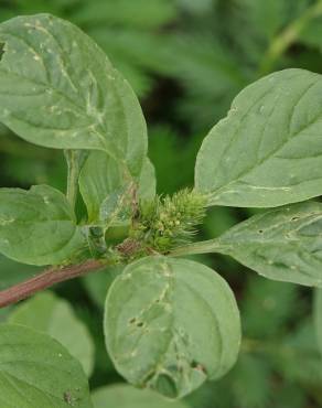 Fotografia 7 da espécie Amaranthus blitum subesp. blitum no Jardim Botânico UTAD