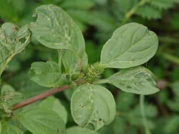 Fotografia da espécie Amaranthus blitum subesp. blitum