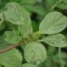 Fotografia 7 da espécie Amaranthus blitum subesp. blitum do Jardim Botânico UTAD