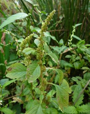 Fotografia 8 da espécie Amaranthus blitum subesp. blitum no Jardim Botânico UTAD