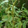 Fotografia 8 da espécie Amaranthus blitum subesp. blitum do Jardim Botânico UTAD