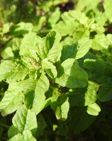 Fotografia de capa Amaranthus viridis - do Jardim Botânico