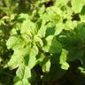 Fotografia 1 da espécie Amaranthus viridis do Jardim Botânico UTAD