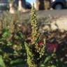 Fotografia 3 da espécie Amaranthus viridis do Jardim Botânico UTAD