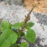 Fotografia 4 da espécie Amaranthus viridis do Jardim Botânico UTAD