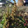 Fotografia 5 da espécie Amaranthus viridis do Jardim Botânico UTAD