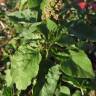 Fotografia 6 da espécie Amaranthus viridis do Jardim Botânico UTAD