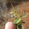 Fotografia 7 da espécie Amaranthus viridis do Jardim Botânico UTAD