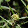 Fotografia 12 da espécie Eclipta prostrata do Jardim Botânico UTAD