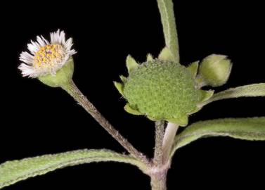 Fotografia da espécie Eclipta prostrata
