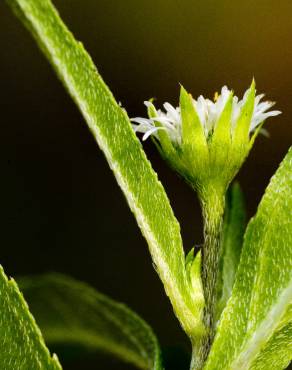 Fotografia 18 da espécie Eclipta prostrata no Jardim Botânico UTAD