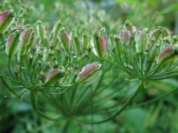 Fotografia da espécie Laserpitium latifolium subesp. latifolium