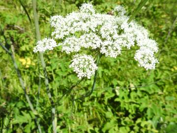 Fotografia da espécie Laserpitium latifolium subesp. latifolium