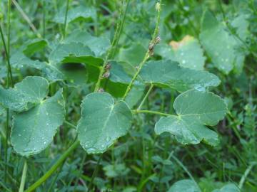 Fotografia da espécie Laserpitium latifolium subesp. latifolium
