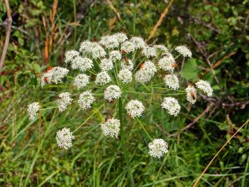 Fotografia da espécie Laserpitium latifolium subesp. latifolium