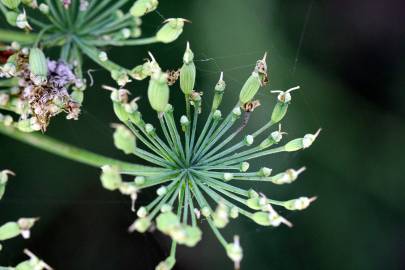 Fotografia da espécie Laserpitium latifolium subesp. latifolium