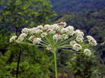 Fotografia da espécie Laserpitium latifolium subesp. latifolium