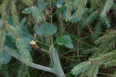 Fotografia da espécie Laserpitium latifolium subesp. latifolium